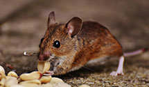 24 Hour & Emergency Exterminators in Middletwn, PA